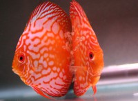 /album/aquarios-plantados/acara-disco-jpg/